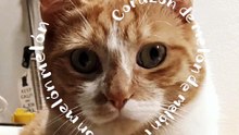 surfing the trend 😻 #corazondemelon #CapCutAmor #CapCut #catsoftiktok #cat