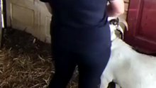 Angie and Nessy baby goat only can steal our hearts 🤣 #johnnycash #fy #goatsoftiktok 🌻