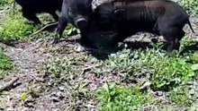 For all Vietnamese pig lovers, here are some of the cutest and funniest moments of our little p