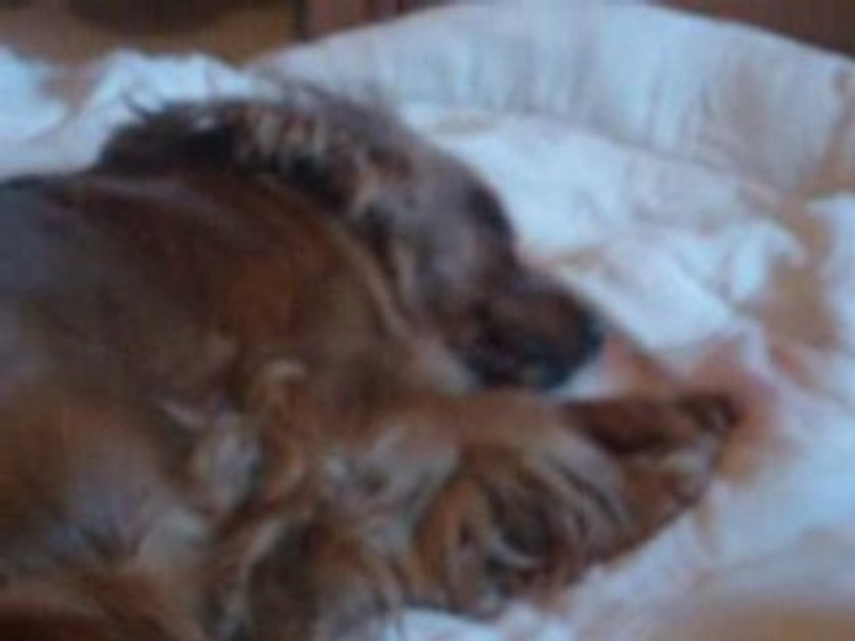Montage des 6 chien