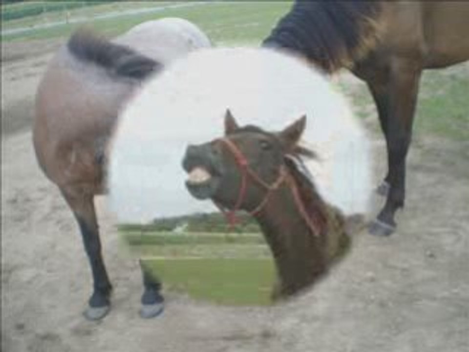 Video de moi et toffy et nos chevaux !