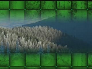 Forests: Nature's Vital Ecosystems 🌳