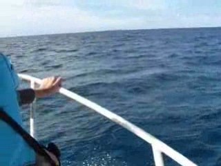 Dauphins ile des pins 2