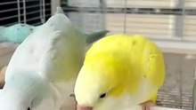 What to do if a parrot sud...