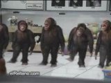Monos-Bailarines