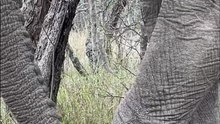 Natural feeding moment as an elephant pulls up tree roots and eats them