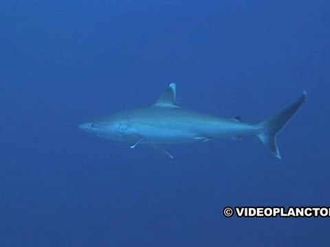 Requin albimaginatus nouvelle caledonie ouvéa