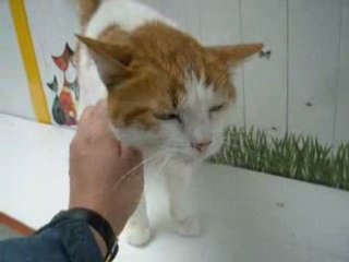 Moustache, un chat tout calin