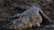 A man has been charged after an AI-generated picture of a crocodile