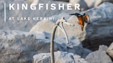 Kingfisher Fishing at Lake Kerkini, Greece | Wildlife Photography Behind the Scenes
