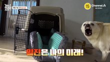 [예고] "쟤를 물 수 있어? 나도 널 물 수 있어!" 서열 정리를 위해 시작된 강형욱의 일진 참교육