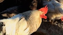 El Senado aprobó la Ley General en Materia de Bienestar, cuidado y Protección de los animales