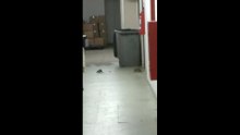 Ratos estavam andando no corredor da clínica médica 2 do Hospital Estadual Dório Silva
