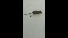 Ratos foram flagrados andando no Hospital Estadual Dório Silva