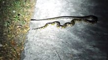 I got a big python