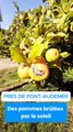 Récolte de pommes 
