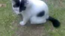 Little cute cat