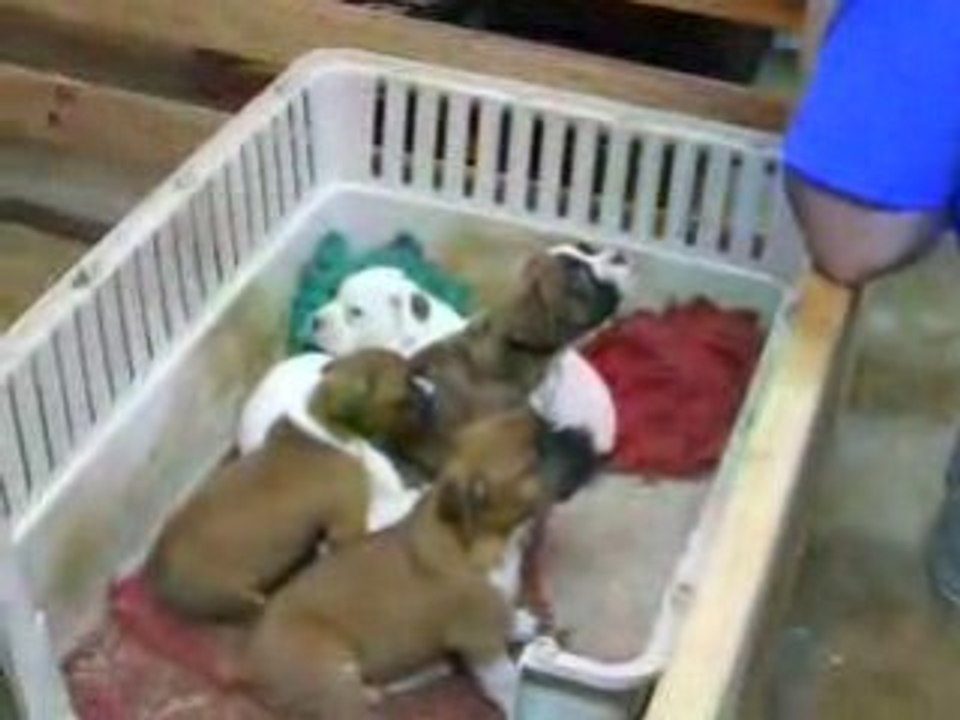 L'uomo che sussurrava ai cani
