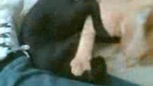 Kitty fight