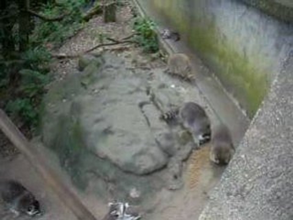 raccoon