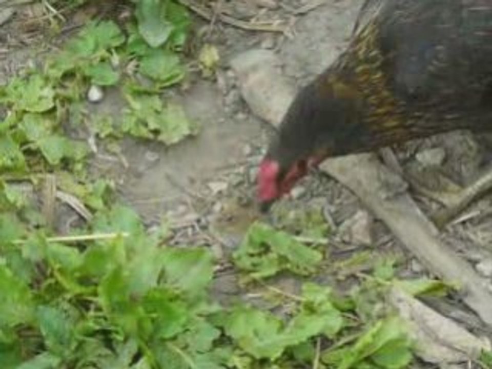 Poules qui picorent cadavre de souris et autopsie