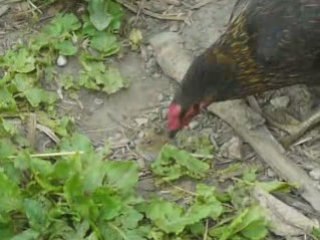 Poules qui picorent cadavre de souris et autopsie