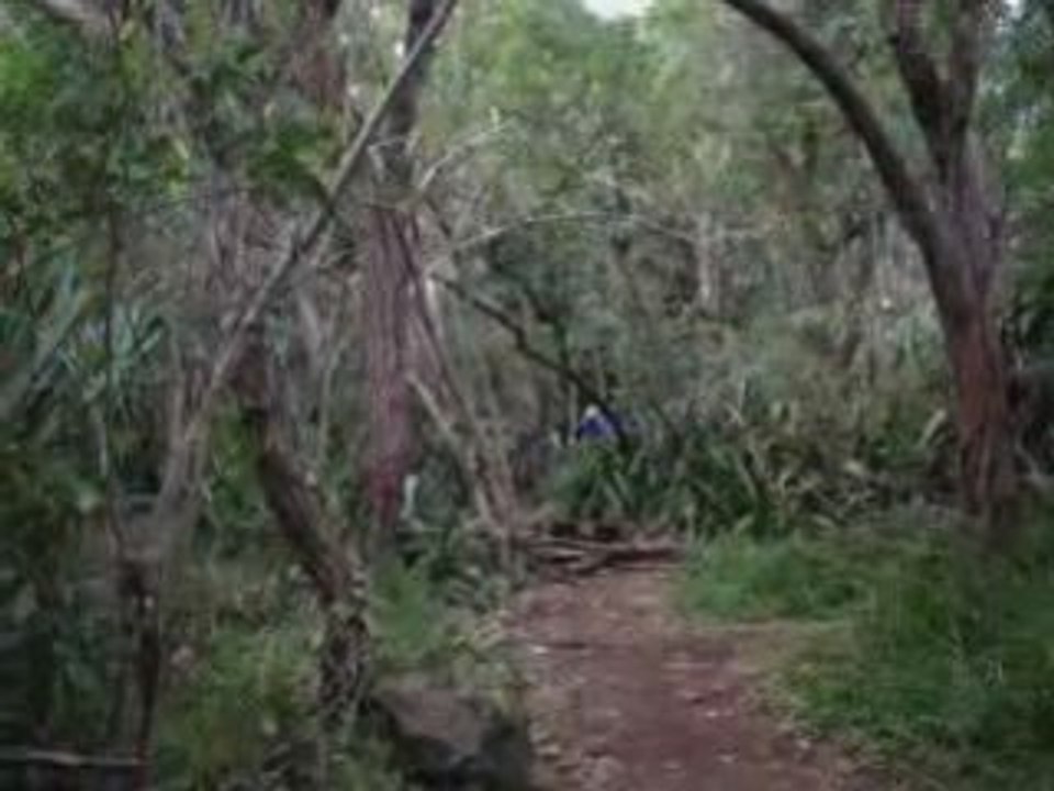 Mini Freeride Au filaos