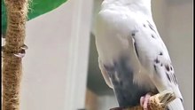 Besties feeding each other, so sweet 🐦💕