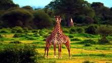 AFRICAN WILDL.IFE