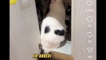 Animali doppiati