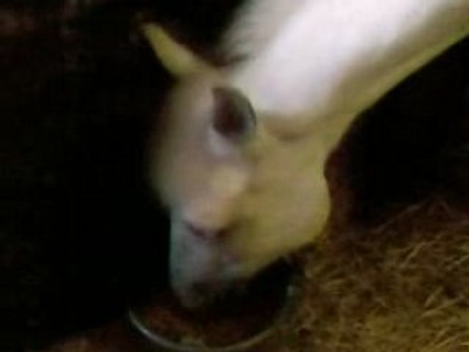 Ptit lou ki mange son masch apré le CCE