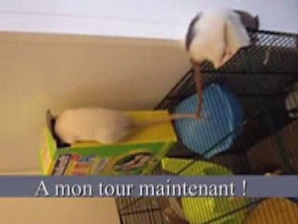Ratounes en sortie