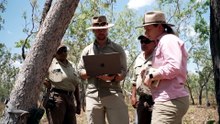 Northern quoll native species numbers becoming dangerously low