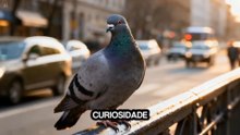 Por Que As Cidades Estão Cheias De Pombos Mas Ninguém Os Come?