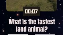 What is the fastest land animal?