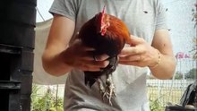 A short tour of the house, so they get to know all the corners 🤭😝 #chicken #chickensoftiktok