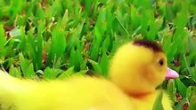 I think we_re looking at a Duckling Bolt! 🐥💨 #duck #run #duckling