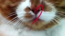 Happy CATurday 😽 Morris LOVES you all 🧡 #catsoftiktok #cat #iloveyou