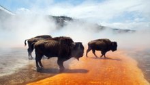 A closer look at Yellowstone's bison: home for thousands of years