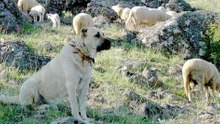 Ranchers Embrace Bigger Guard Dogs as US Wolf Population Rises