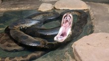 The World's 20 Most Formidable Animal Predators