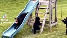 Bears playing in backyard