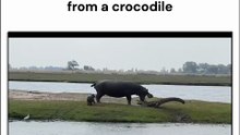 Chobe River (Botswana): mother hippo defends her calf from a crocodile