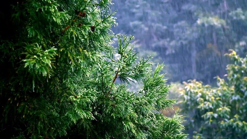 Pluie d’Automne 🌧️ Musique Relaxante pour un Moment de Calme