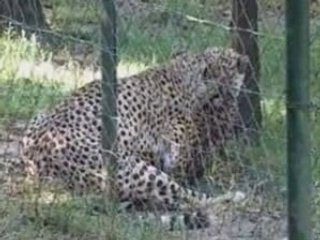 Accouplement et naissance chez les guépards