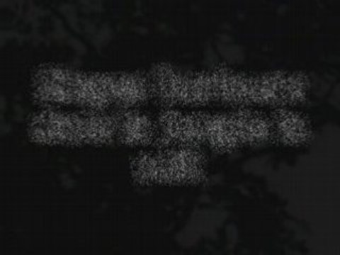 Singes hurleurs du Guatemala la nuit