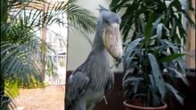 Why This Bird Sounds Like An Machine | The Terrifying Shoebill Stork