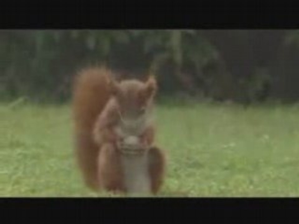 01carlsbergsportsquirrel