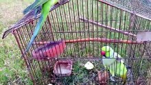 Two Parrots Flying Free in a Green Garden  Parrot Training Experience
