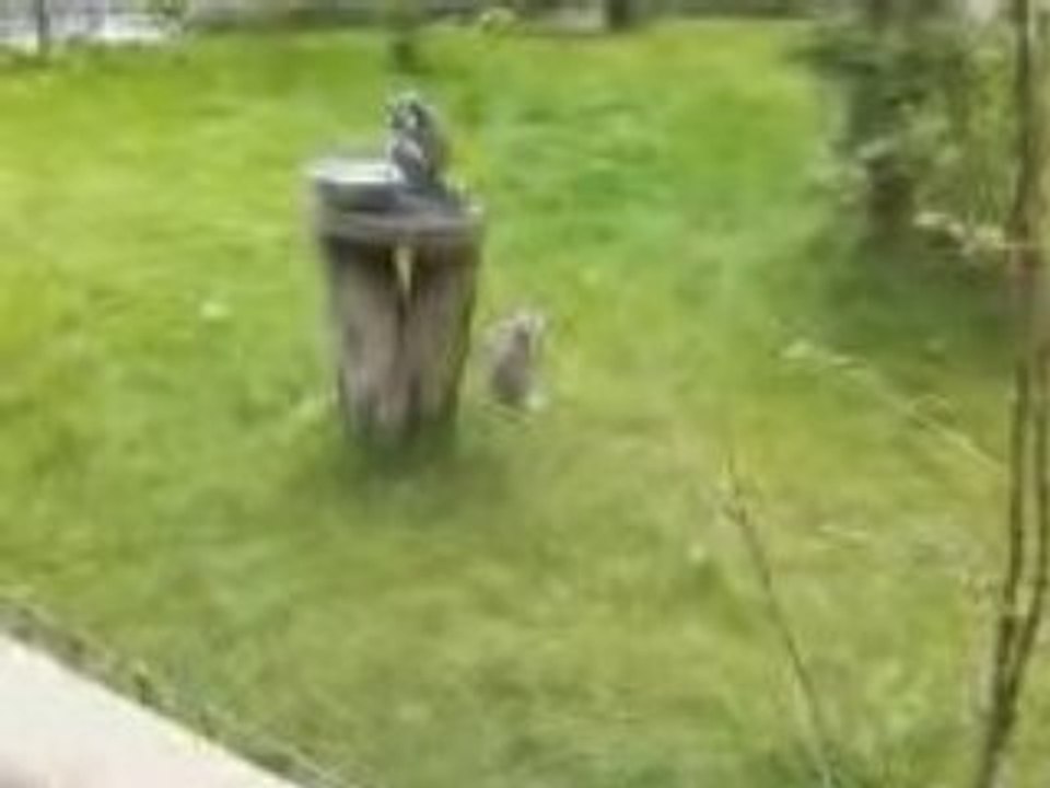 lémurien bellewaerde